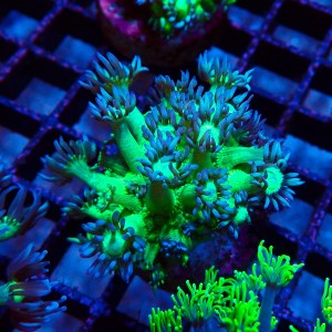 GONIOPORA FAKE GLITTER S (~3CM) #1704031