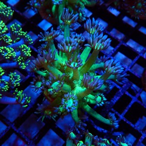 GONIOPORA FAKE GLITTER S (~3CM) #1704032