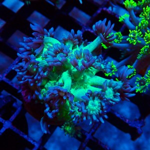 GONIOPORA FAKE GLITTER S (~3CM) #1704033