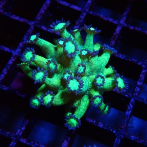 GONIOPORA FAKE GLITTER S (~3CM) #1704034