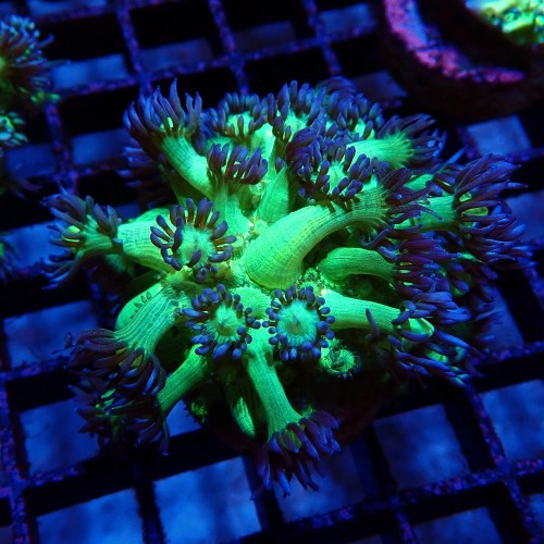 GONIOPORA FAKE GLITTER S (~3CM) #1704035