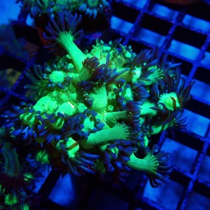 GONIOPORA FAKE GLITTER S (~3CM) #1704036