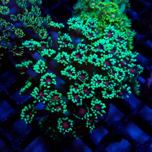 GONIOPORA GREEN RED EYE M (~5CM) #1704037