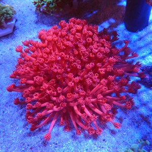 GONIOPORA RED XXL (~15CM) #1704021