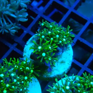 PACHYCLAVULARIA NEON GREEN S (~3CM) #2504001