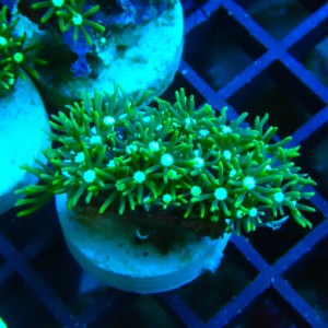 PACHYCLAVULARIA NEON GREEN S (~3CM) #2504002