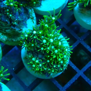 PACHYCLAVULARIA NEON GREEN S (~3CM) #2504003