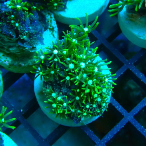 PACHYCLAVULARIA NEON GREEN S (~3CM) #2504003