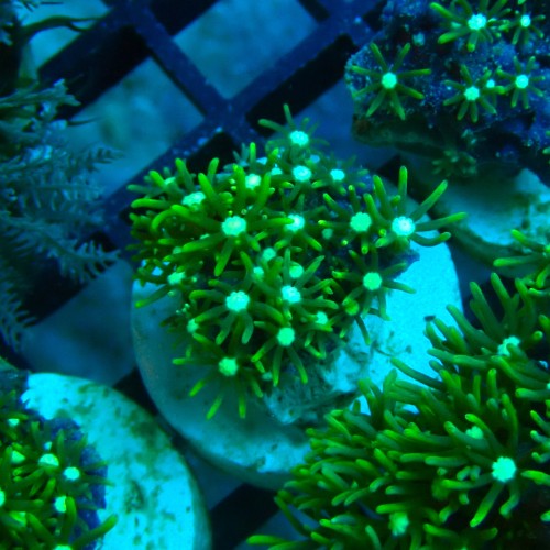 PACHYCLAVULARIA NEON GREEN S (~3CM) #2504004