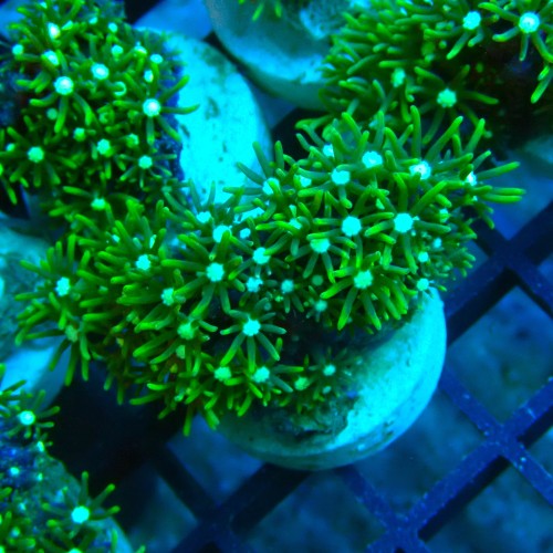 PACHYCLAVULARIA NEON GREEN S (~3CM) #2504005