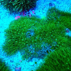 PACHYCLAVULARIA X ANTHELIA M/L (~10CM) #2504010
