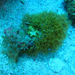 PACHYCLAVULARIA X ANTHELIA X CAPNELLA M (~8CM) #2504012