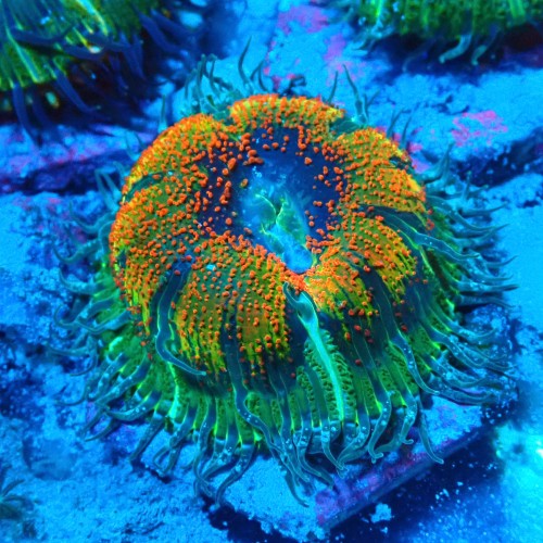 ROCK FLOWER ANEMONE ULTRA E. CRUCIFER #2504013