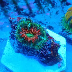 ROCK FLOWER ANEMONE RED X ZOANTHUS BLONDIES E. CRUCIFER #2504014