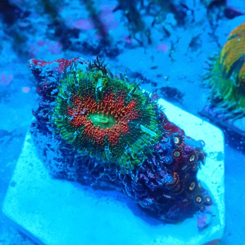 ROCK FLOWER ANEMONE RED X ZOANTHUS BLONDIES E. CRUCIFER #2504014