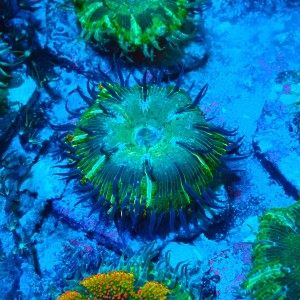 ROCK FLOWER ANEMONE GREEN E. CRUCIFER #2504015