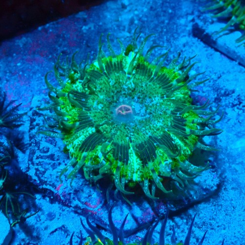 ROCK FLOWER ANEMONE GREEN E. CRUCIFER #2504016