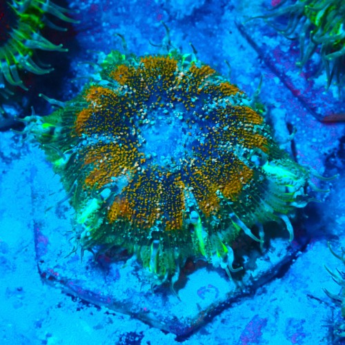 ROCK FLOWER ANEMONE ORANGE E. CRUCIFER #2504017