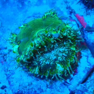 2X ROCK FLOWER ANEMONE GREEN E. CRUCIFER [DOBRANA PARA ;)] #2504018