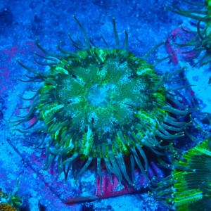 ROCK FLOWER ANEMONE GREEN E. CRUCIFER #2504019