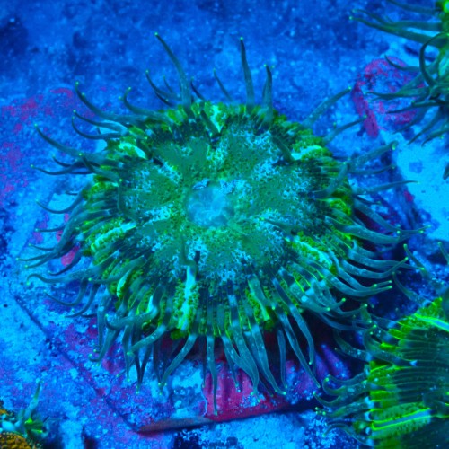 ROCK FLOWER ANEMONE GREEN E. CRUCIFER #2504019