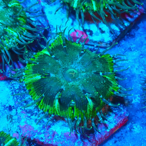 ROCK FLOWER ANEMONE GREEN E. CRUCIFER #2504020