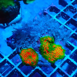 MONTIPORA SUNSET X ANTHELIA S (~5CM) #2504021