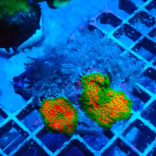 MONTIPORA SUNSET X ANTHELIA S (~5CM) #2504021