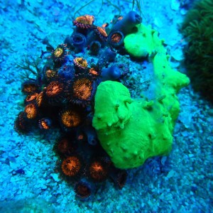 SINULARIA FLUO GREEN X ZOANTHUS PANDORA X PACHYCLAVULARIA GREEN M (~8CM) #2504022