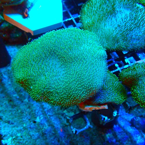 2X SARCOPHYTON GREEN SHORT POLYP M [~8CM + ~4CM] #2504023