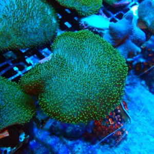 SARCOPHYTON GREEN SHORT POLYP M [~8CM] #2504026