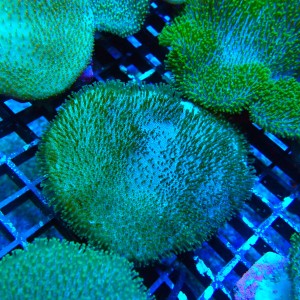 SARCOPHYTON GREEN SHORT POLYP M [~8CM] #2504025