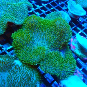SARCOPHYTON GREEN SHORT POLYP M [~10CM] #2504027