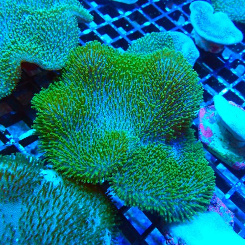 SARCOPHYTON GREEN SHORT POLYP M [~10CM] #2504027