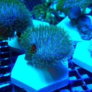 SARCOPHYTON GREEN SHORT POLYP M [~5CM] #2504028