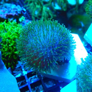 SARCOPHYTON GREEN SHORT POLYP M [~5CM] #2504029