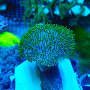 SARCOPHYTON GREEN SHORT POLYP M [~5CM] #2504030