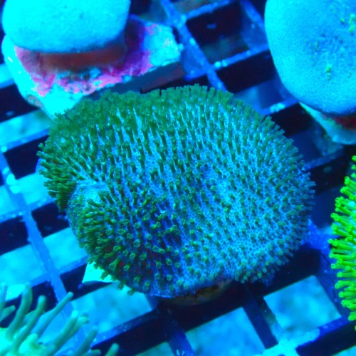 SARCOPHYTON GREEN SHORT POLYP M [~5CM] #2504031