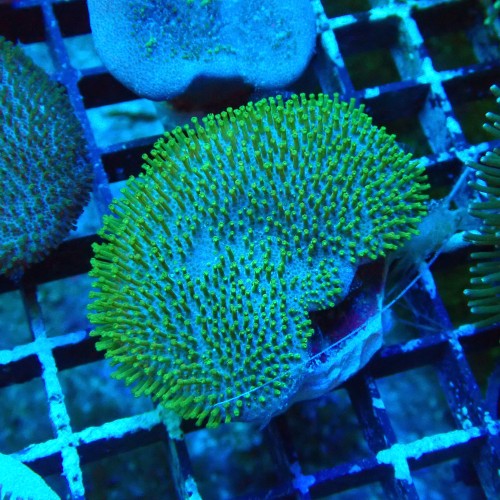 SARCOPHYTON GREEN SHORT POLYP M [~5CM] #2504033