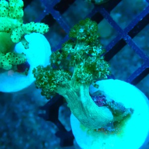 CAPNELLA GREEN S (~4CM) #2504035