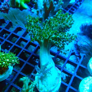 CAPNELLA GREEN M (~7CM) #2504036