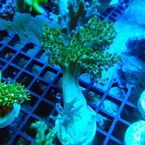 CAPNELLA GREEN M (~7CM) #2504036