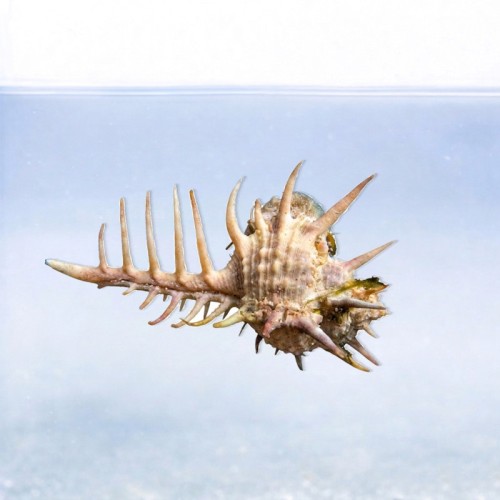Murex pecten - ślimak