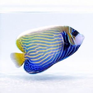 Pomacanthus imperator (M) - ustniczek cesarski
