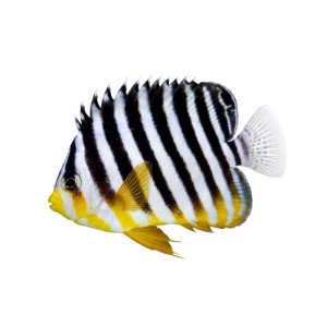Paracentropyge multifasciatus (M)