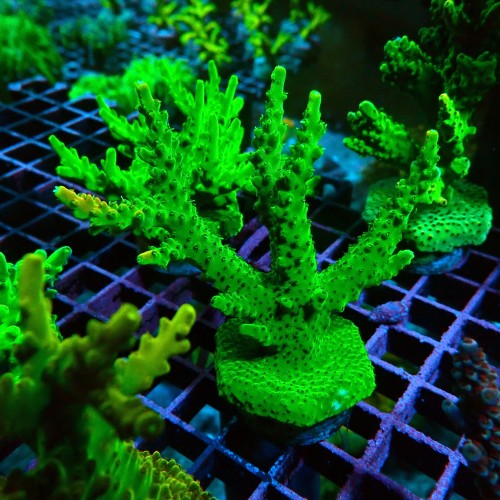 ACROPORA FLUO GREEN L [~10CM+] #0505068