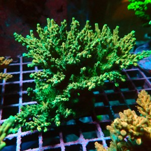 ACROPORA GREEN KOLONIA L [~10CM] #0505001