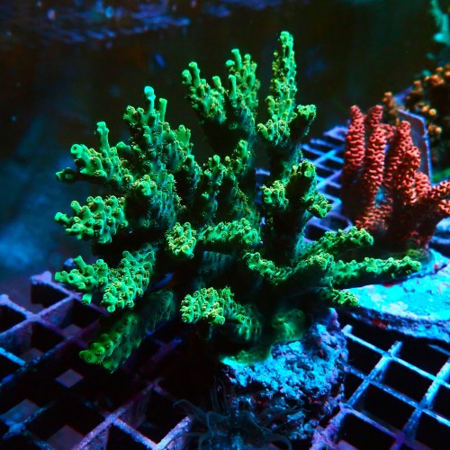 ACROPORA GREEN KOLONIA L [~10CM] #0505107