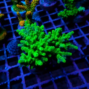 ACROPORA GREEN M [~7CM] #0505098