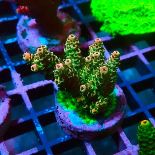ACROPORA GREEN RAINBOW M [~5CM] #0505064